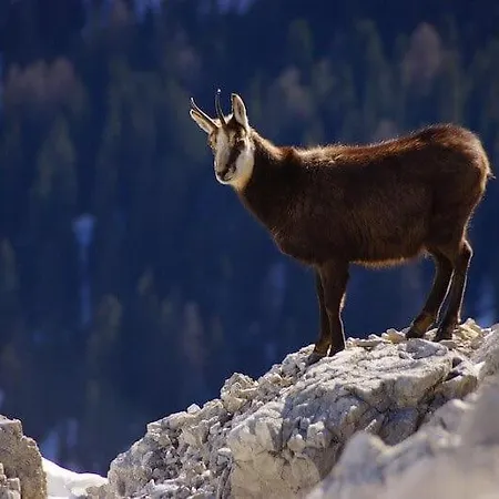 Un Rincon Especial En Vall De Boi 公寓 普拉德埃米塔